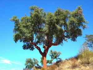 portugeesejoshuatree portugeesejoshuatree